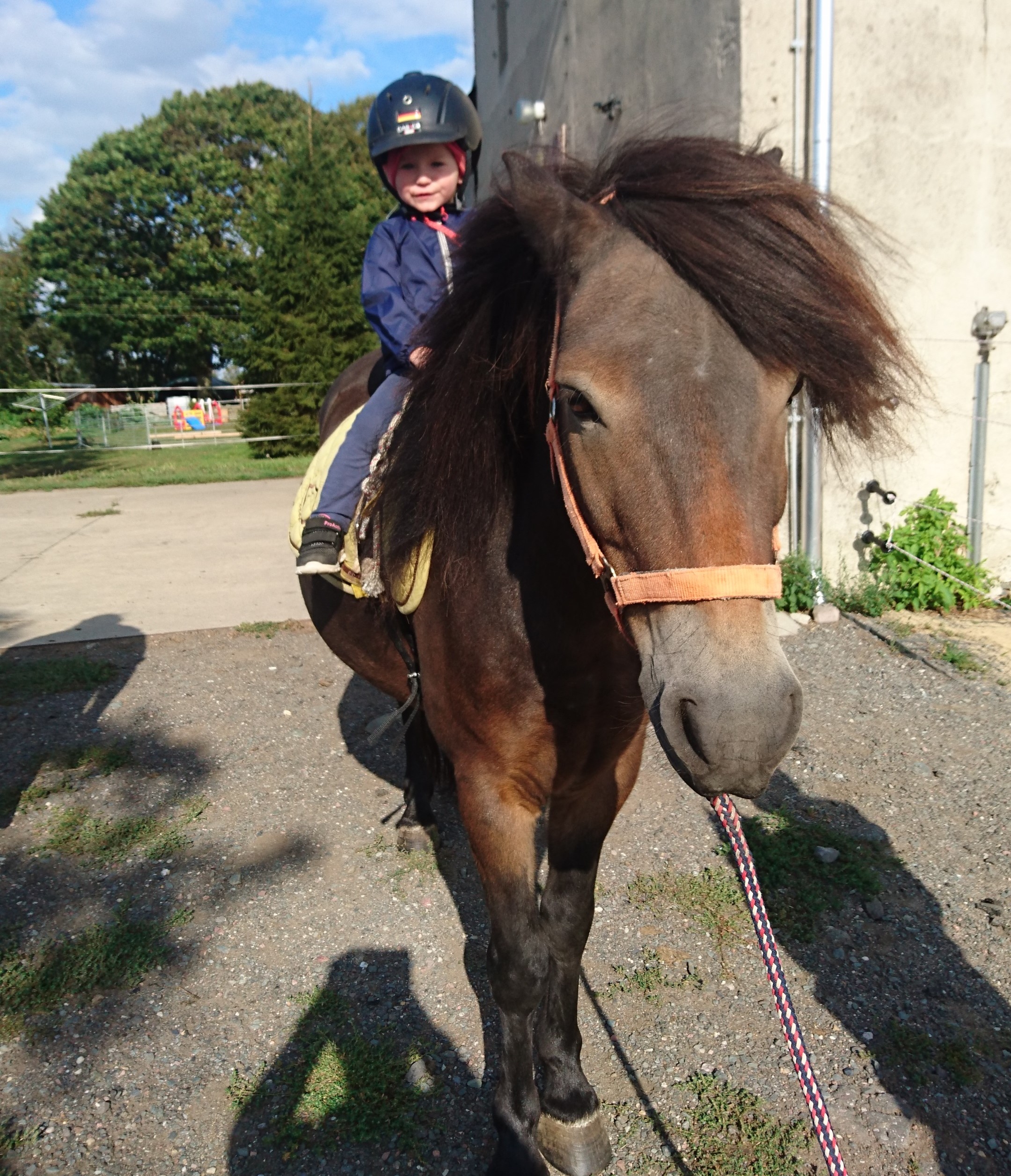 ExmoorPony ExmoorPonys im Einsatz